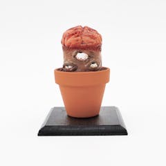 Lithops